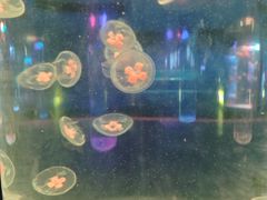 -苏州海洋馆