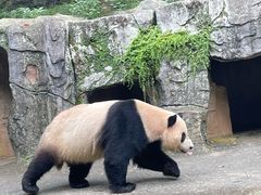 -都江堰中华大熊猫苑