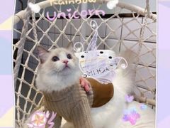 -屋虎猫馆(宝安大仟里店)