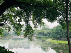 -荔湾湖公园