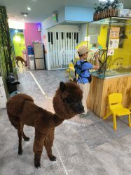 -神奇动物撸宠馆·羊驼·小浣熊·异宠(豫园店)