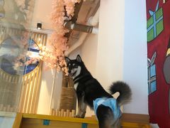 -南京Hallo宠物乐园·哈罗犬舍·柴犬繁育基地