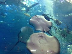 iphone_upload_pic-成都浩海立方海洋公园