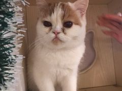 -Cappucimeow猫咪咖啡馆(韦伯时代店)