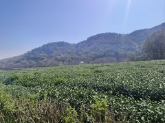 -中国茶叶博物馆(双峰馆区)