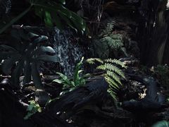-Fern Forest Cafe
