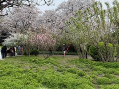 -嘉定紫藤园