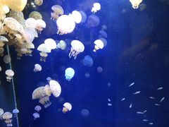 -西海国立公园九十九岛水族馆