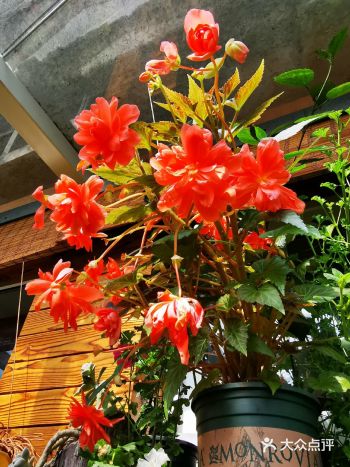 图1是两个月前（1月中）开的第一波花