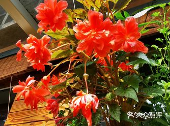 图1是两个月前（1月中）开的第一波花