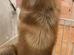 -Let's go狗咖·猫咖·奶狗·桌游(春熙路IFS店)
