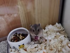 -钓仓鼠(洋桥北里小区店)