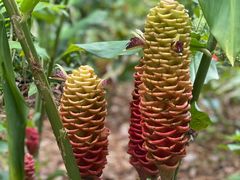 -中国科学院西双版纳热带植物园