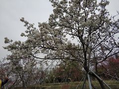 -天适樱花悠乐园