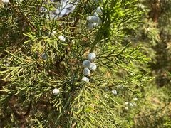 -遵化市禅林寺古银杏风景园