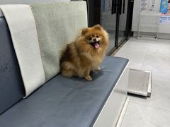 -关爱宠物医院·猫科中心·消化科(滨湖万达分院)