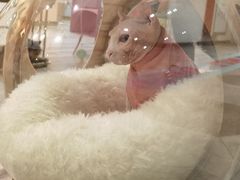 -BABIT巴比特宠物(MOMOPARK店)