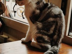 -猫小院猫主题餐厅(南锣旗舰店)
