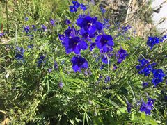 -白草畔自然风景区