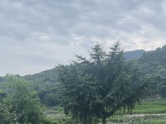 -听风阁农家私房菜茶楼(龙坞店)