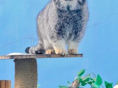 -青藏高原野生动物园