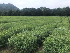 -中国茶叶博物馆(双峰馆区)