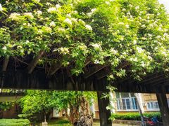 -四川大学(望江校区)