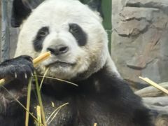 -栾川竹海野生动物园