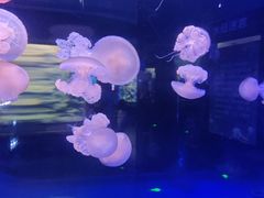 -芜湖新华联大白鲸海洋公园