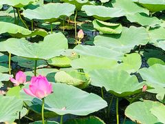 -天津东丽湖风景区