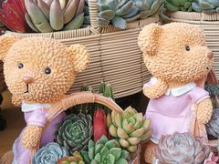 -溪岸路花鸟市场