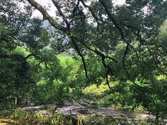 -石台牯牛降景区