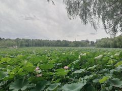 -长春市南湖公园