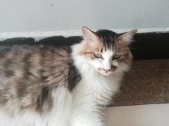 -万小咖.猫咖(中山路天虹店)