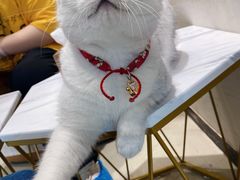 -藏猫猫咖啡主题馆(中央大道店)