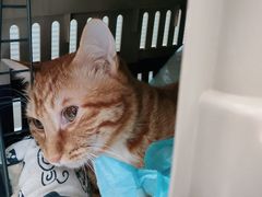 -纳吉亚猫专科动物医院博雅分院