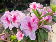 -广州莲花山旅游区