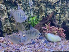 -上海海洋水族馆