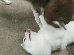 -TrueLove @ Neverland (Husky Cafe)