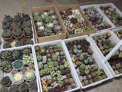 -中环花鸟鱼虫市场