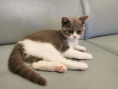 -lincat·猫舍(广州店)
