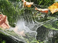 -洋湖国家湿地公园