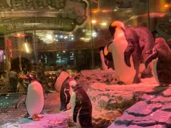 -帝企鹅自助餐厅•儿童岛•真企鹅(长隆企鹅酒店)