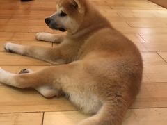 -喜柴咖啡·柴犬狗咖
