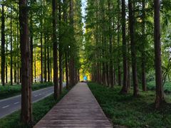 -黄海国家森林公园