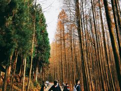 -山王坪喀斯特国家生态公园
