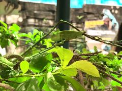 -广州长隆飞鸟乐园