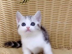 -翊宠yipet猫狗购宠庄园犬舍•猫舍