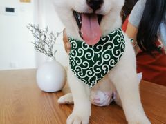 -柴犬小屋·柴餐厅·狗咖食堂(金鼎广场店)