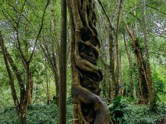 -中国科学院西双版纳热带植物园